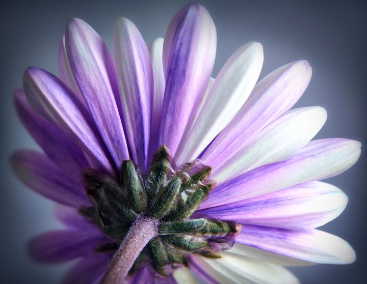 Purple Daisy - Gem Photography