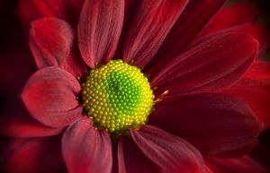 Red Daisy Gerbera - Gem Photography