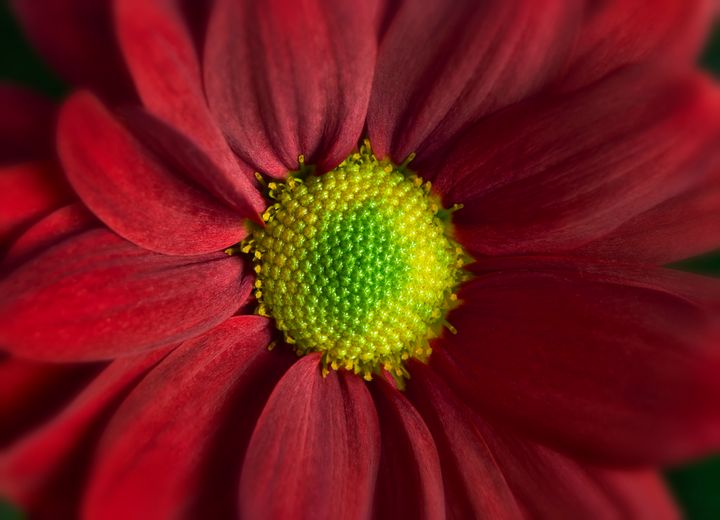 Red Daisy Gerbera - Gem Photography
