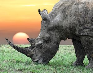 Rhino in front of sunset - Gem Photography