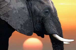 Elephant Head illustration