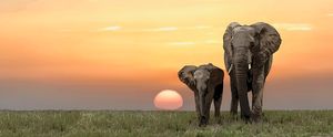 Elephants in front of sunset - Gem Photography