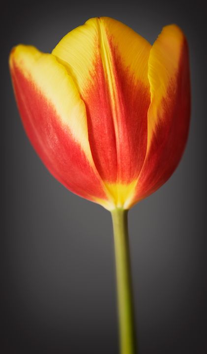 Tulip in colour - Gem Photography