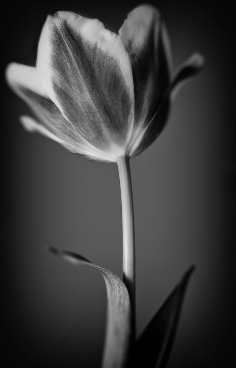 Tulip in Black & White - Gem Photography