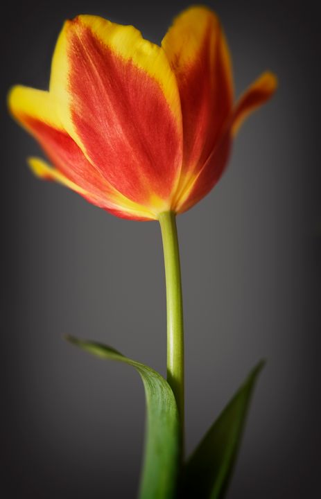 Tulip in colour - Gem Photography