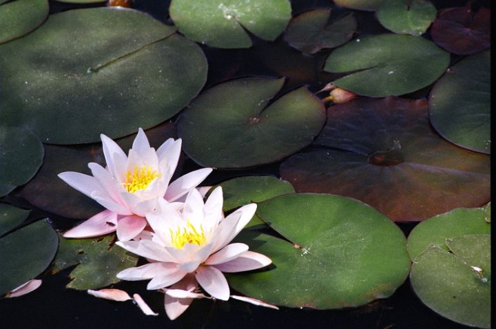 Water Lilies - Spirit of Creation Art by Corynne Hilbert - Photography ...