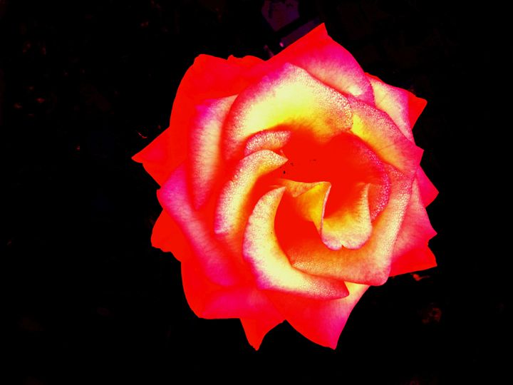 Star Rose - Abstractly Abraham