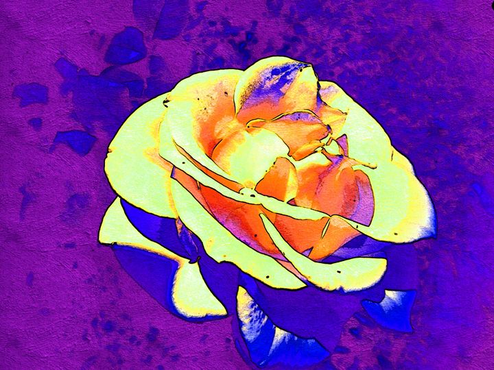 Sunshine Rose - Abstractly Abraham