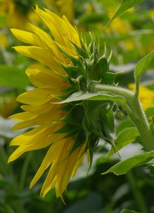 Hybrid sunflower