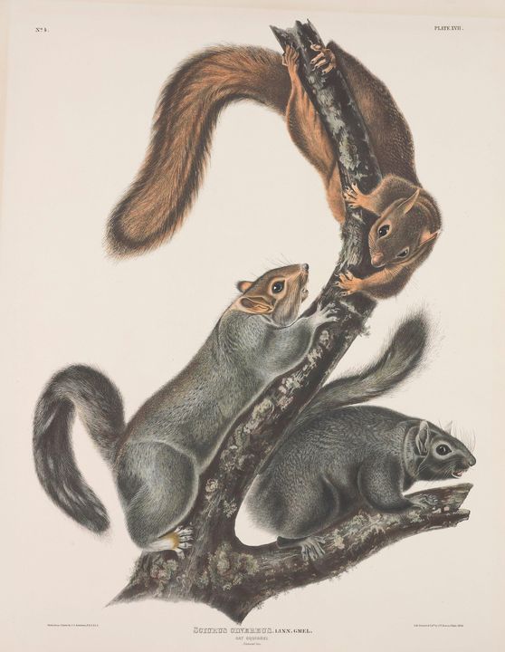 John James Audubon~Sciurus cinereus. - Artmaster