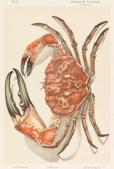 John James Wild~Tasmanian Giant Crab - Artmaster