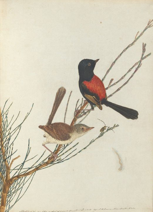 John Lewin~Scarlet & black warbler.L - Artmaster