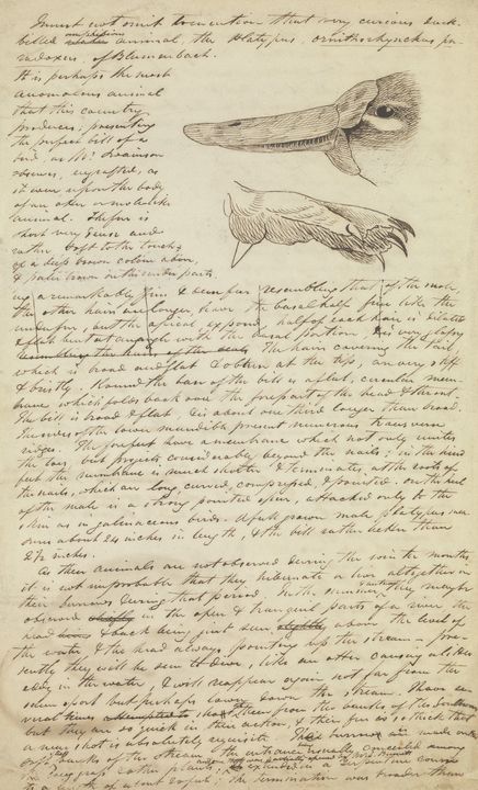 John Cotton~A page from a manuscript - Artmaster