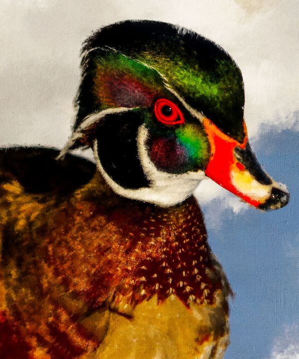 Wood Duck Paintings