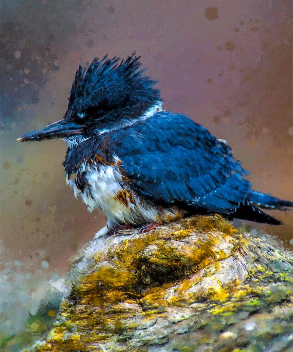 Belted Kingfisher Lancashire - Paintcorner - Paintings & Prints, Animals,  Birds, & Fish, Birds, Kingfisher - ArtPal