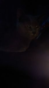 kitty by candle light