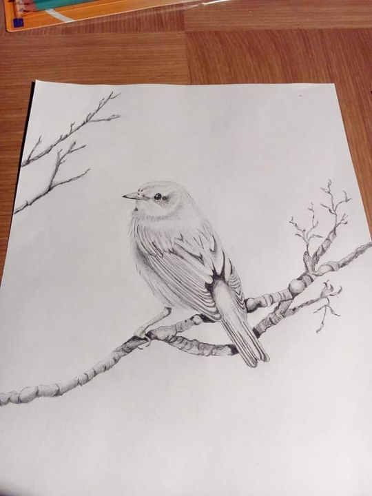 bird on branch drawing