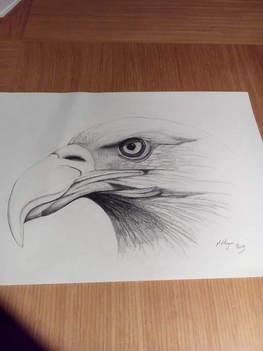 Bald Eagle Picture Drawing  Drawing Skill
