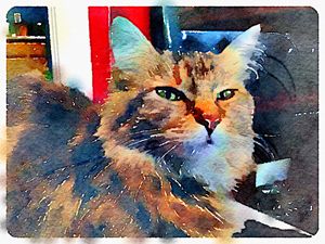 Maine coon tabby