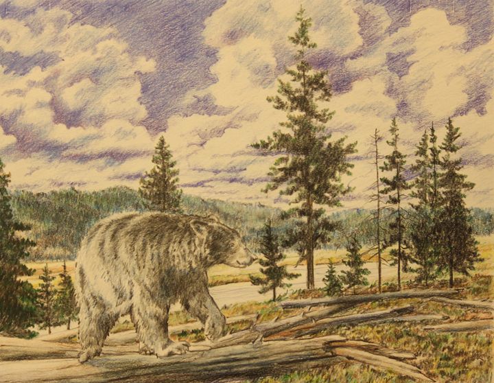 Yellowstone Black Bear - keiththompsonart