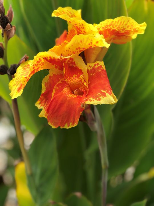 Yellow and Orange canna lily - Cassandra G - Photography, Flowers