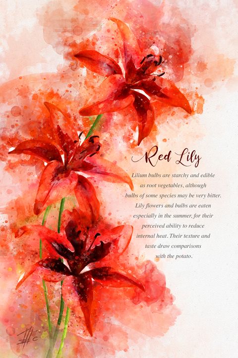 Red Lily - Theodor Decker - Paintings & Prints, Flowers, Plants ...