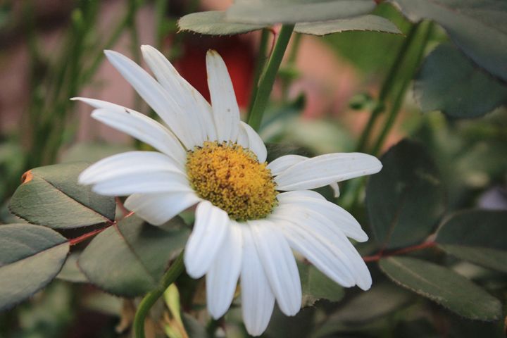 White Sunflower - TMphotographyBaltimore