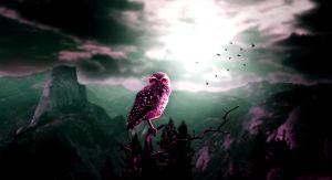 owl night bird