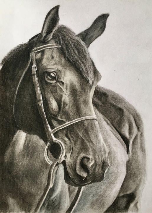 Horse Drawings by Angela of Pencil Sketch Portraits-suu.vn