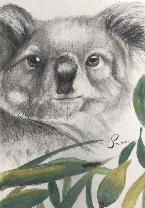 Koala Bear - Sophia’s Art