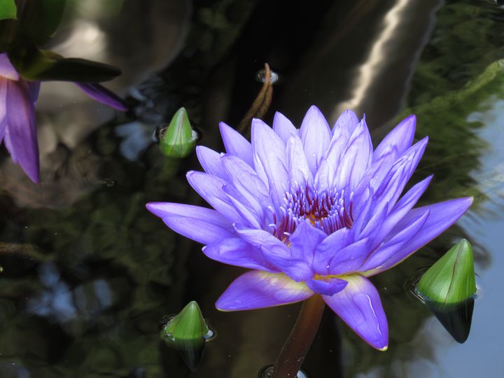 Purple Lily - Laughing Bugbear - Photography, Flowers, Plants, & Trees ...