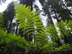 Fern and Redwoods
