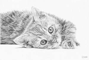 Curious Kitten - Frances Vincent Arts