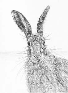 Stare of the Hare - Frances Vincent Arts