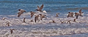 Pelicans and Seagulls in Flight