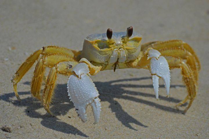 Crab Shadow - Doodles and Photos by Michele Wish - Photography, Animals ...