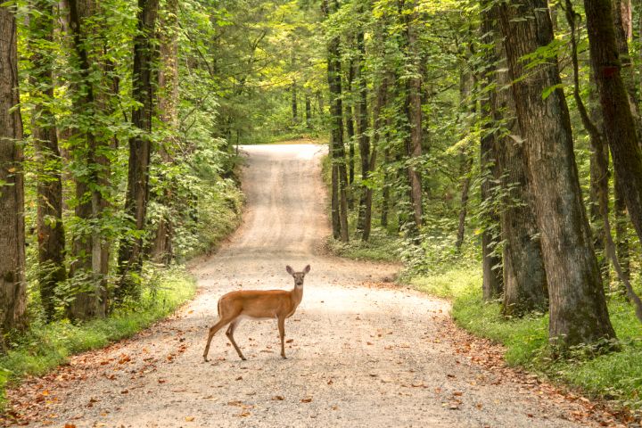 Deer Crossing on a Forest Path - Josh Blackman Photography