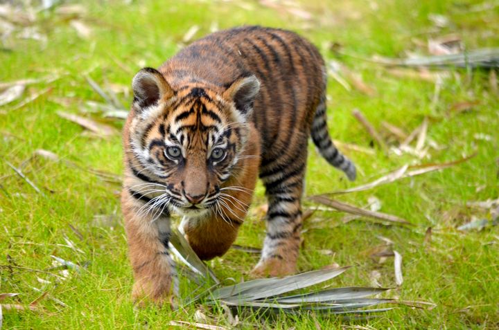 Curious Tiger Cub - RMB Photography