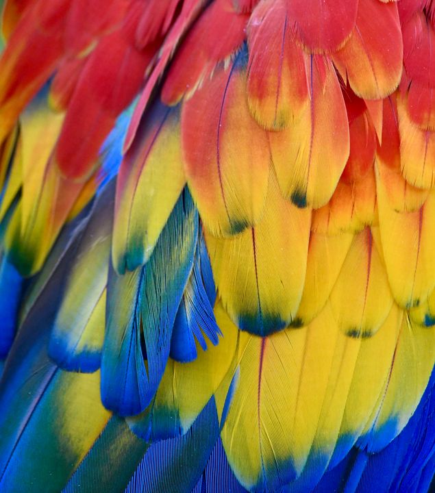 red parrot feathers