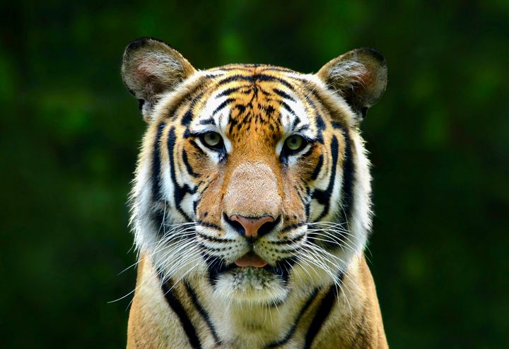 Eyes of the Tiger - RMB Photography - Photography, Animals, Birds ...