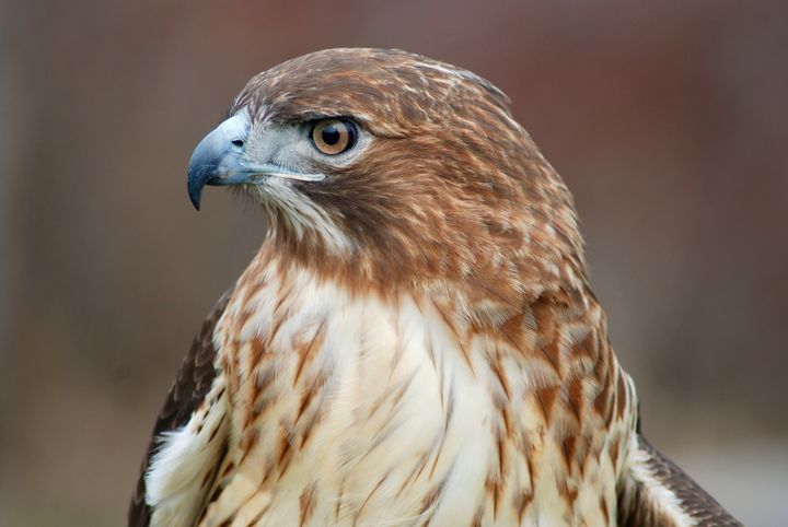 Red Tail Hawk Profile - Rmb Photography - Photography, Animals, Birds 