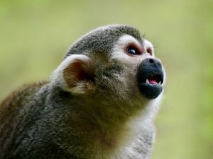Curious Squirrel Monkey - RMB Photography