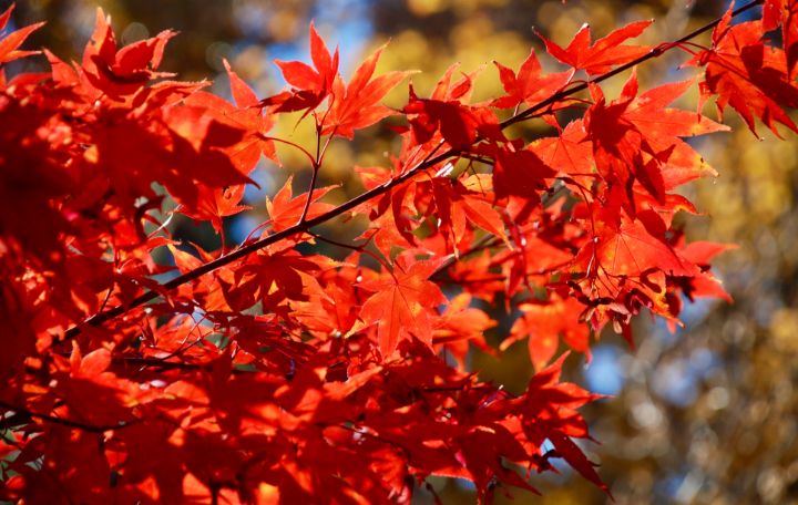 Maple Leaves in the Autumn Sun - RMB Photography