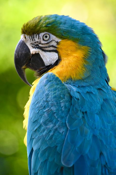 Beautiful Blue and Gold Macaw - RMB Photography