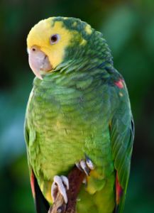 Pretty Perching Parrot