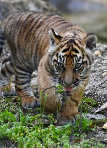 Tongue Out Tiger Cub