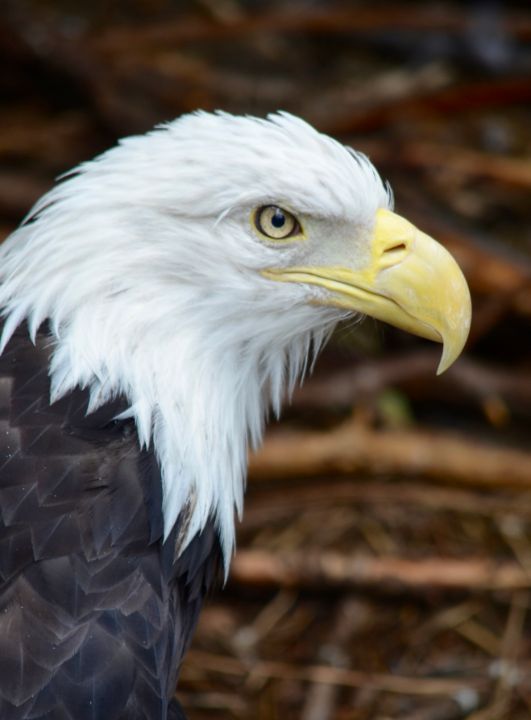 American Bald Eagle Profile - RMB Photography - Photography, Animals ...