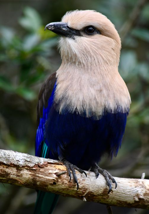 Beautiful Blue Bellied Roller - RMB Photography