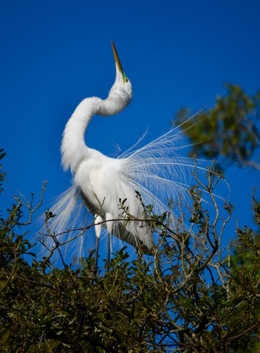 Great Egret Mating Dance - RMB Photography - Photography, Animals ...