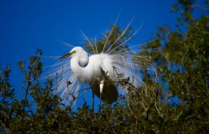 Great Egret Feather Display